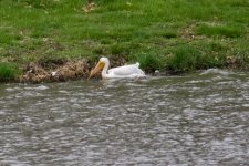 White Winged Pelican.jpg