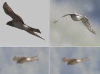 Accipiter sp 001 - 2019.08.17 Leysin (Vaud) Suisse.jpg