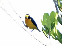 Euphonia-violacea-103341.jpg