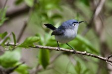 Blue-Gray Gnatcatcher.jpg