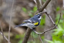 Yellow-Rumped Warbler.jpg