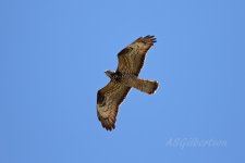 Honey-Buzzard-(17)-Sierra-de-la-Plata-fbook.jpg