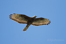 Honey-Buzzard-(33)-Punta-Carnero--fbook.jpg