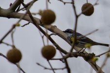 Yellow-Rumped Warbler (2).jpg