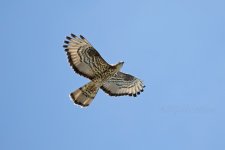 Honey-Buzzard-(48)-Punta-Carnero-fbook.jpg