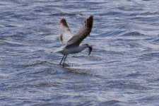 Ring-Billed Gull (1).jpg