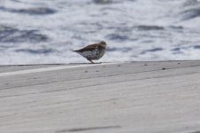 Spotted Sandpiper.jpg