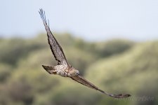 Honey-Buzzard-(140)-Cascabel-fbook.jpg