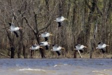 American White Pelican.jpg