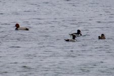 Redhead & Ring-Necked Duck.jpg