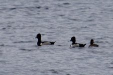 Ring-Necked Duck.jpg