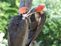 feeding pileated.jpg