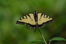 DSC04009A resized Appalachian Tiger Swallowtail.JPG