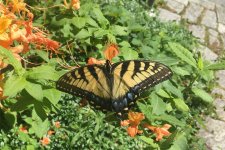 IMG_1344 resized Eastern Tiger Swallowtail perhaps.JPG