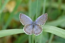 DSC03983A resized Eastern Tailed Blue.JPG