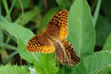 DSC03962A resized Aphrodite Fritillary.JPG