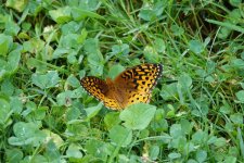 DSC04124 resized Aphrodite Fritillary.JPG