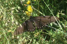 IMG_1354A resized Black Swallowtail perhaps.JPG