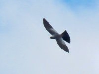 Hen Harrier.jpg