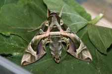 20180917 (1)_Oleander_Hawk_Moth.JPG