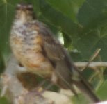 Juvenile American Robin.jpg