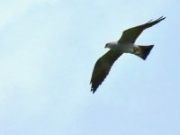 Hen Harrier (2).jpg