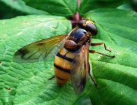 hoverfly.jpg