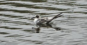 DSC05062 Swallow-tailed Gull @ Villa.jpg