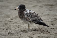 DSC05084 Belcher's Gull @ Villa.jpg