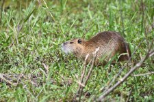 Coypu (4).JPG