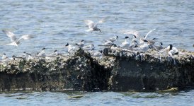 Terns Gota Adir Reef 15th June 2019.jpg