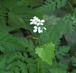 BF flower for ID S0161038.jpg