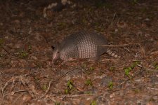 Nine Banded Armadillo.JPG