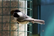 Black-Capped Chickadee.jpg