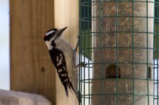 Downy Woodpecker.jpg