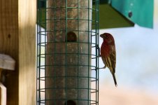 House Finch.jpg