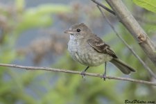 Alder_Flycatcher_800.jpg