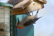 Red-Bellied Woodpecker (1).jpg