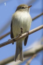 01-Unknown (flycatcher).jpg