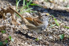 White-Throated Sparrow.jpg