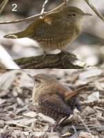 02-Wren.jpg