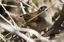 03-Marsh Wren.jpg