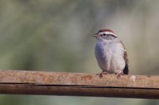 Chipping Sparrow.jpg