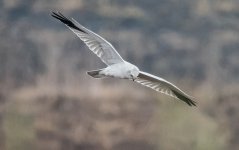 Pallid Harrier.jpg