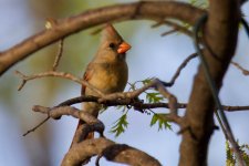 Northern Cardinal.jpg