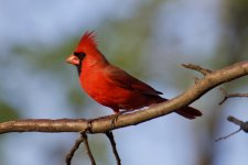 Northern Cardinal (1).jpg