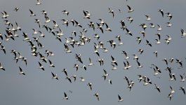 DSC04500 Black-headed Gulls @ Lut Chau.jpg