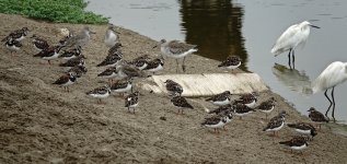 DSC05089 Turnstones & Willets @ Villa.jpg