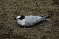 DSC05074 Tern sp @ Villa.jpg