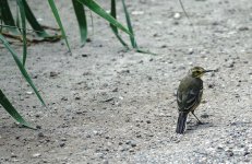 DSC04517 Taivana Eastern Yellow Wagtail @ Lut Chau.jpg